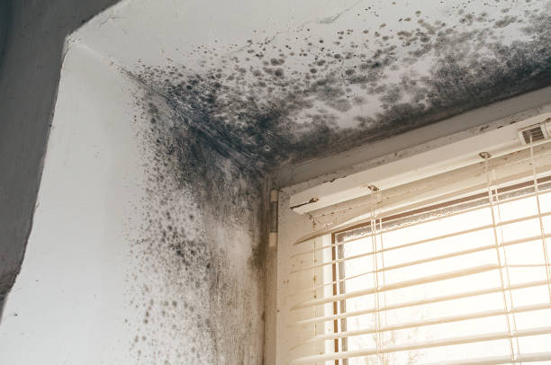 Affordable Mold Removal solutions in Waverly, NY